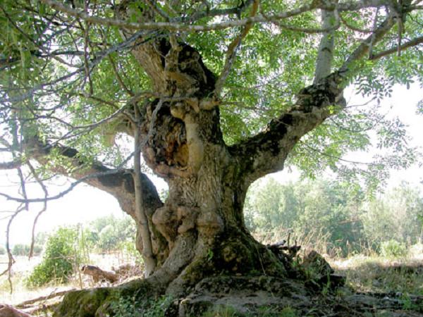 Yggdrasil - árvore da vida