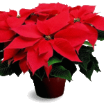 Flor de Natal