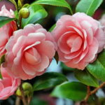 Aprenda a cultivar Rosas e Camélias