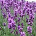 Plantas ornamentais Alfazema, Lavanda (Lavandula angustifolia)