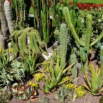 Plantar cactos no jardim ou em vasos: todos os segredos