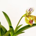 Como cuidar das suas Orquídeas: a luz ideal para as orquídeas