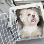 Transporte de Animais em segurança - cão