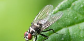 6 ingredientes que ajudam a afastar insectos