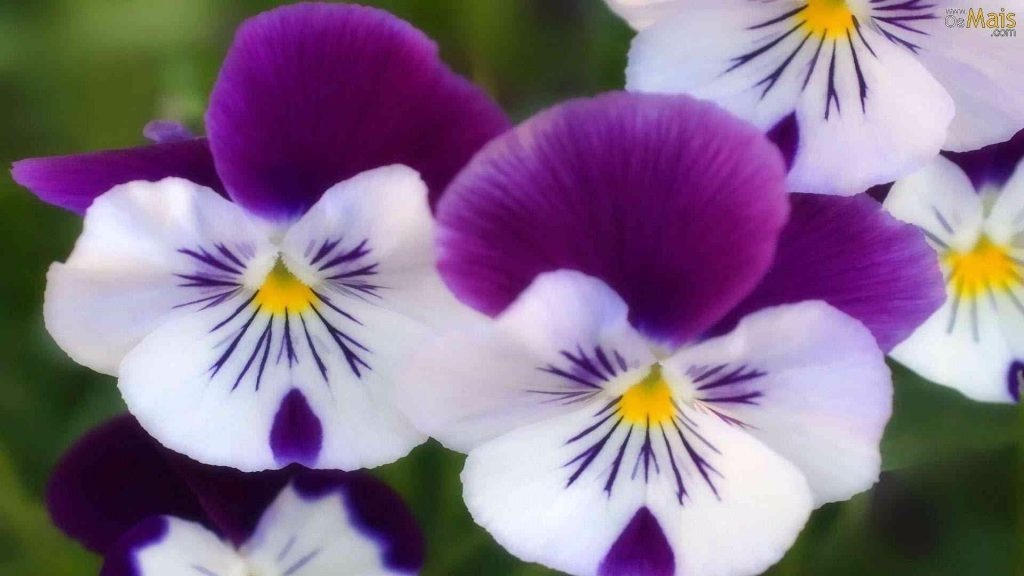 Violeta, ofereça simpatia em forma de uma flor - Mulher Portuguesa