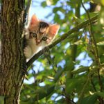 Tenha em atenção á saúde e higiene do gato