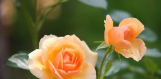 Como cultivar rosas