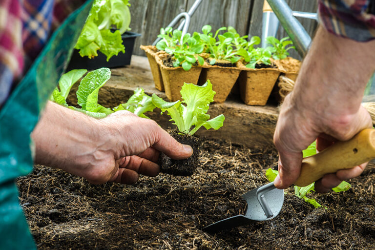 4 Passos Para Transplantar As Suas Plantas E Flores Mulher Portuguesa 2506